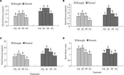 Plant Growth and Soil Microbial Impacts of Enhancing Licorice With Inoculating Dark Septate Endophytes Under Drought Stress